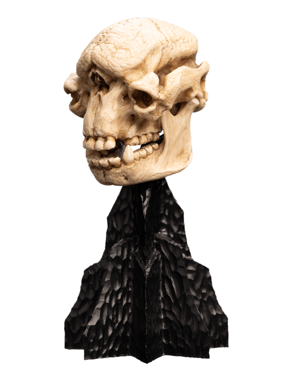 Weta LOTR Statue: Skull of A Cave Troll