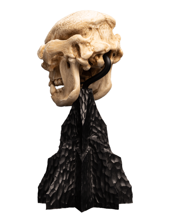 Weta LOTR Statue: Skull of A Cave Troll - Image 10