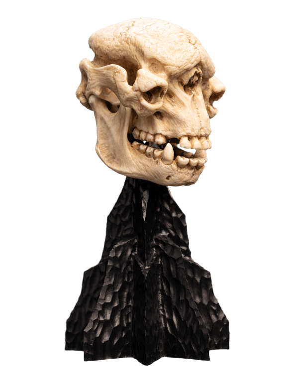 Weta LOTR Statue: Skull of A Cave Troll - Image 6
