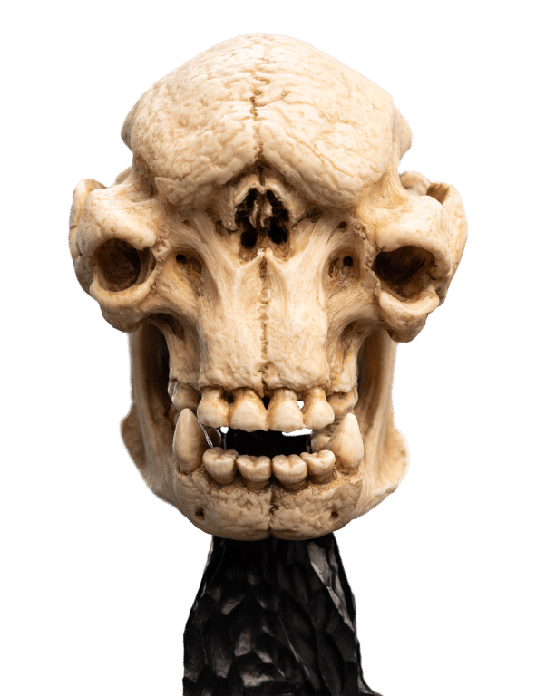 Weta LOTR Statue: Skull of A Cave Troll - Image 4