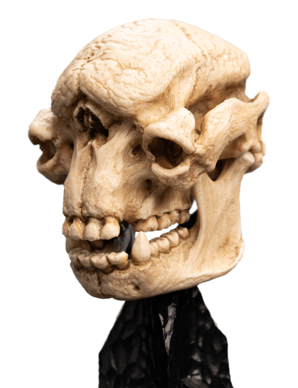 Weta LOTR Statue: Skull of A Cave Troll - Image 3