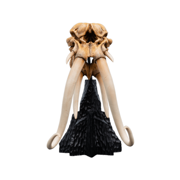 WETA LOTR Skull of a Mumak - Image 2