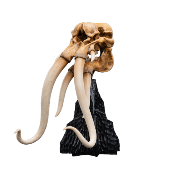 WETA LOTR Skull of a Mumak - Image 8