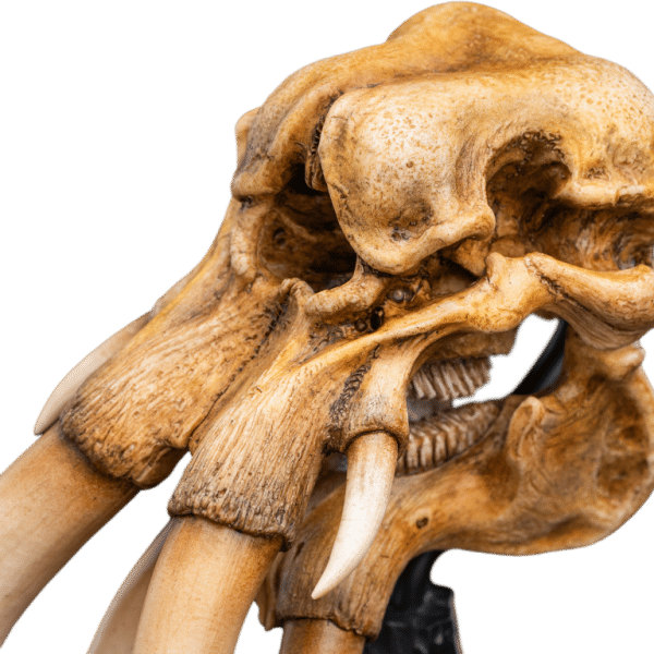 WETA LOTR Skull of a Mumak - Image 9